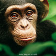 黑猩猩(2012年美國紀錄片)