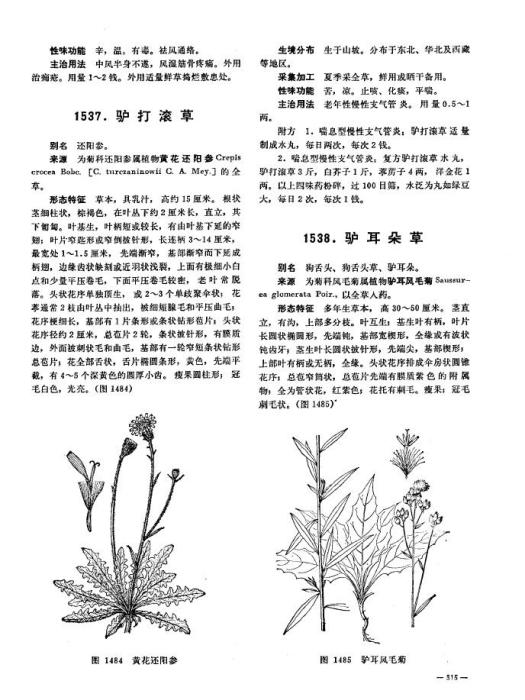 驢打滾草(還陽參的全草) 驢打滾草(還陽參的全草)