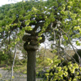 榆樹(落葉喬木植物)