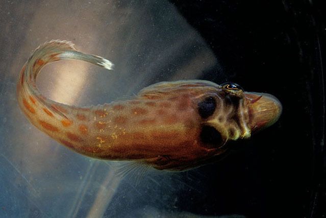 鼻魚屬 鼻魚屬