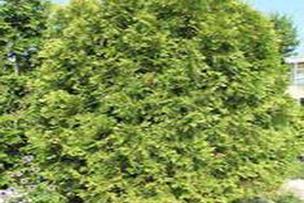 Thuja occidentalis \x27Sherwood Frost\x27 Thuja occidentalis \x27Sherwood Frost\x27