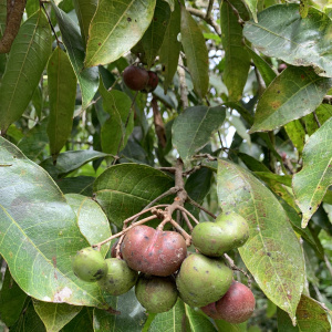 Protium glabrum