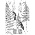 峨眉角蕨 峨眉角蕨