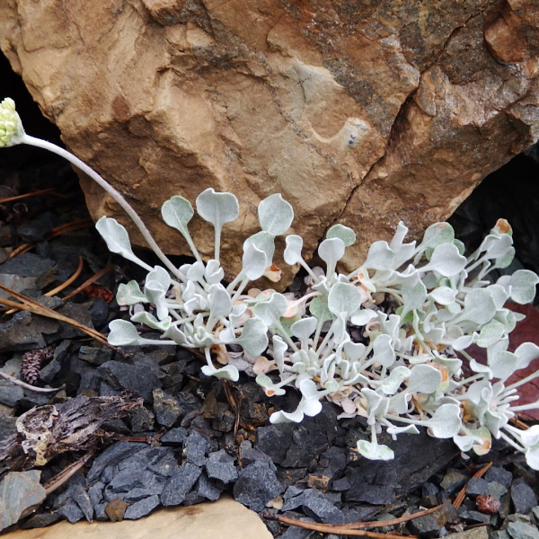 Eriogonum ovalifolium