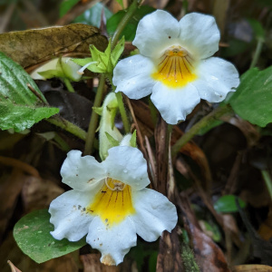 Gasteranthus herbaceus
