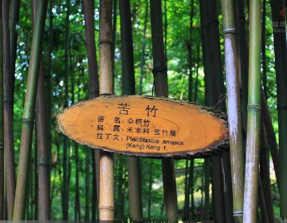 苦竹‘杭州’ 苦竹‘杭州’