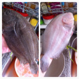 蒸海魚