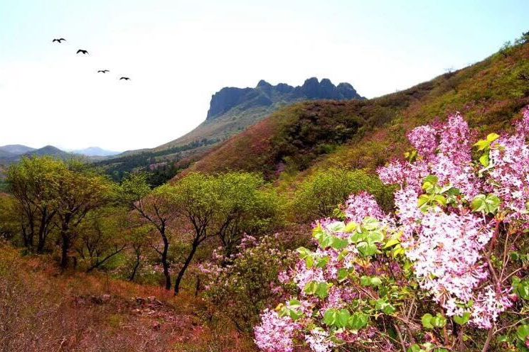 蓮花山村 蓮花山村