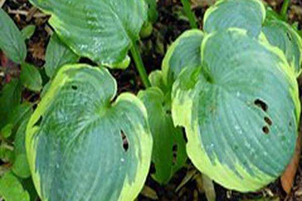 Hosta \x27Pizzazz\x27