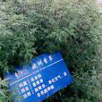歐洲香草 歐洲香草