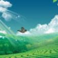 夏日の葬歌 夏日の葬歌