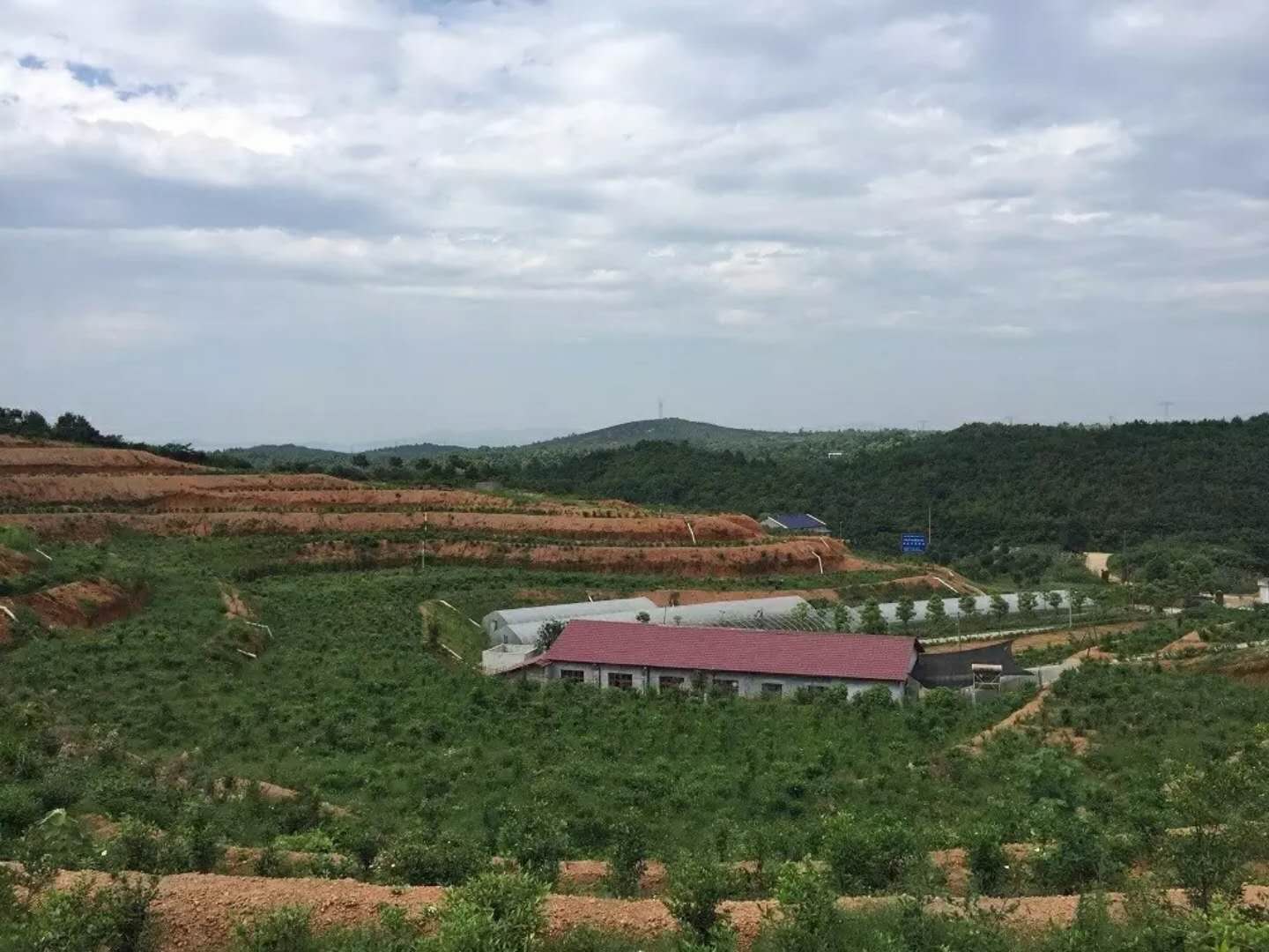 騰輝中藥材專業種植合作社梔子種植基地