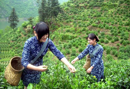 彭河茶葉 彭河茶葉