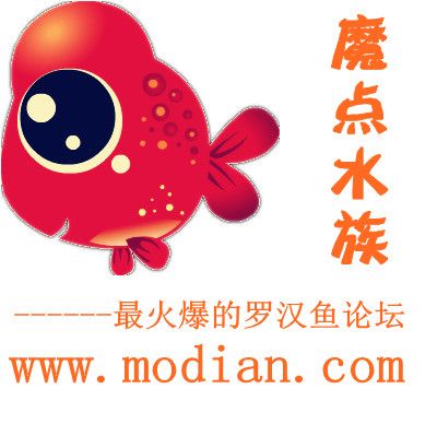 魔點水族 魔點水族