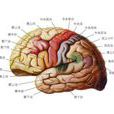 大腦結構(較容易被固定下來的歷史狀態)