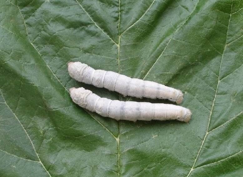 皖廣三號 皖廣三號