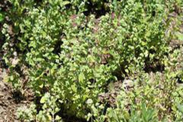 Origanum majorana \x27Aurea\x27