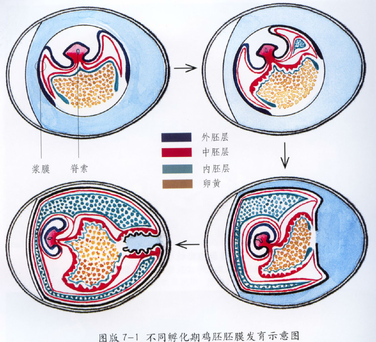 胚外內胚層