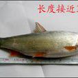 長湖刁子魚 長湖刁子魚