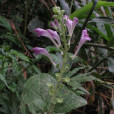 鈍葉黃芩 鈍葉黃芩