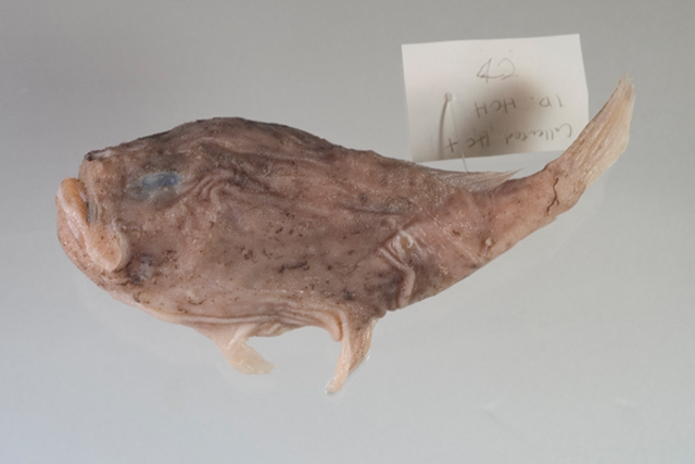 隱棘躄魚 隱棘躄魚
