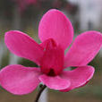 紅花玉蘭