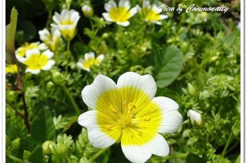 沼沫花科(池花科) 沼沫花科(池花科)