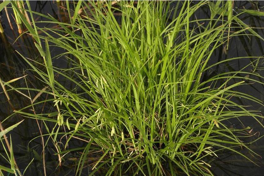黃花薹草 黃花薹草
