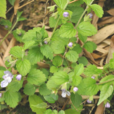 蕕
