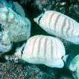 波斯蝴蝶魚(柏氏蝴蝶魚)