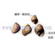 波利氏玉螺