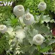 罌粟果(植物罌粟花的果實) 罌粟果(植物罌粟花的果實)