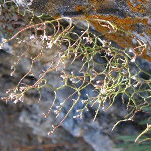 Limonium arcuatum