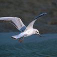海鷗(鷗科53種海鳥的通稱)