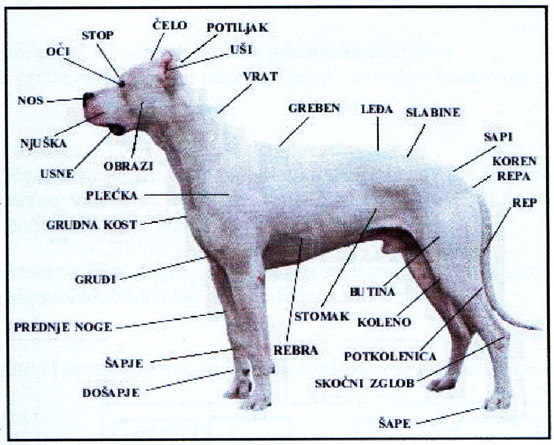 杜高(犬類品種之一):形態特徵,頭 部,身 體,四 肢,被 毛,生活習性,美容護理_中文百科全書