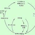 磷循環