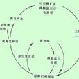 磷循環 磷循環