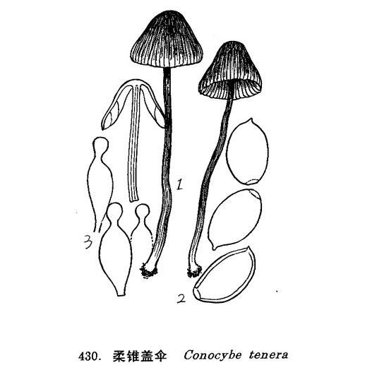 柔錐蓋傘 柔錐蓋傘