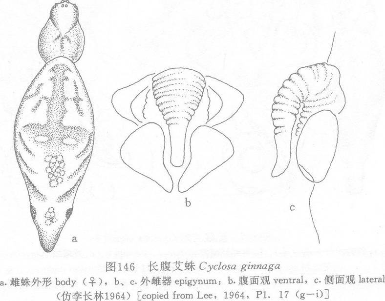 長腹艾蛛 長腹艾蛛