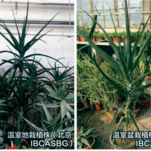 樹蘆薈