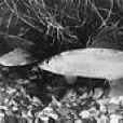 茴魚科 茴魚科