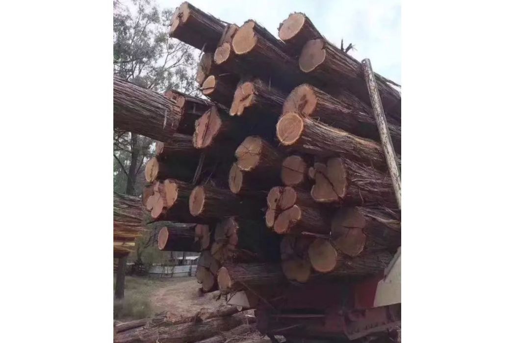 澳洲紫檀 澳洲紫檀