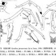 擬角米蝦 擬角米蝦