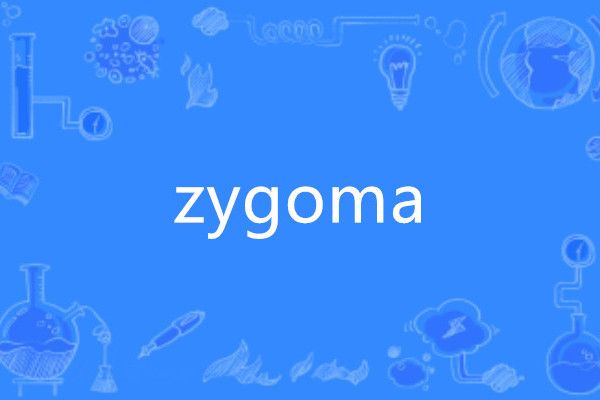 zygoma zygoma