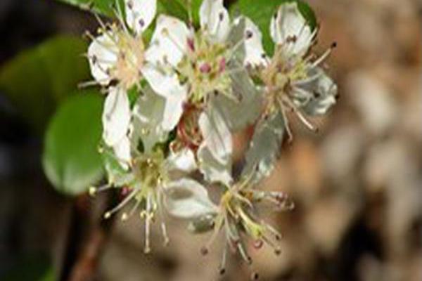 Aronia melanocarpa \x27UCONNAM165\x27 LOW SCAPE MOUND Aronia melanocarpa \x27UCONNAM165\x27 LOW SCAPE MOUND