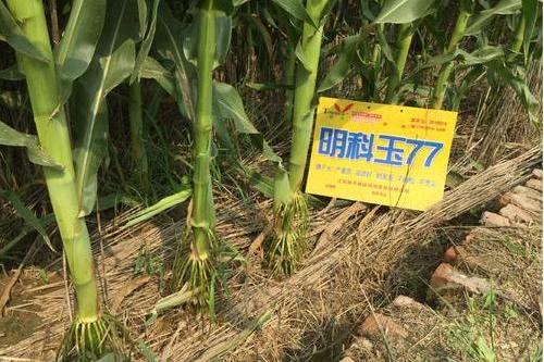 明科玉77 明科玉77