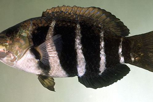 厚唇魚屬 厚唇魚屬