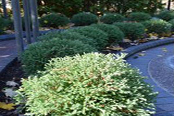 Thuja occidentalis \x27Bobozam\x27 MR. BOWLING BALL Thuja occidentalis \x27Bobozam\x27 MR. BOWLING BALL