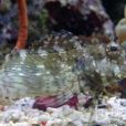 花豹魚 花豹魚