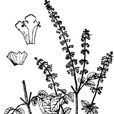 蔓莖鼠尾草 蔓莖鼠尾草
